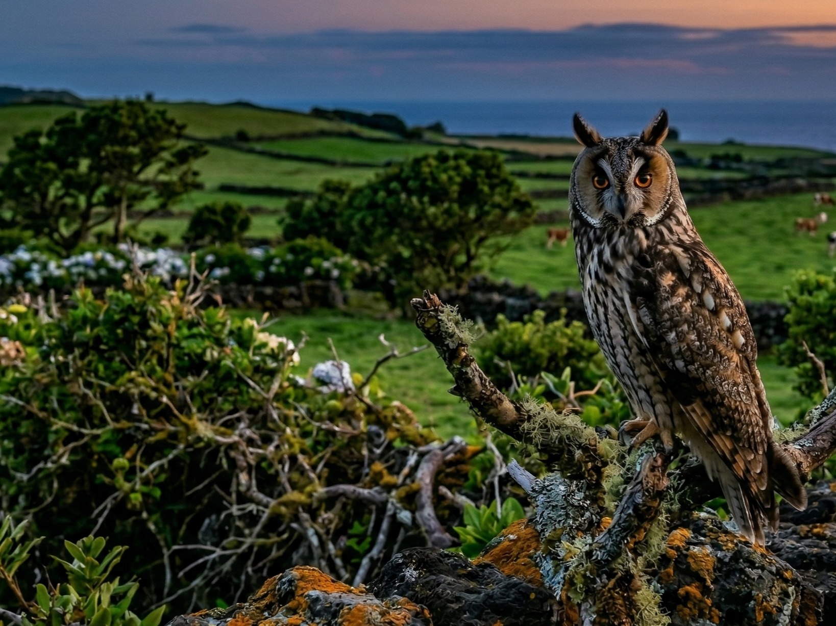 Aerial predators for Sustainable Agro?pastoral Systems in the Azores – ASAS+