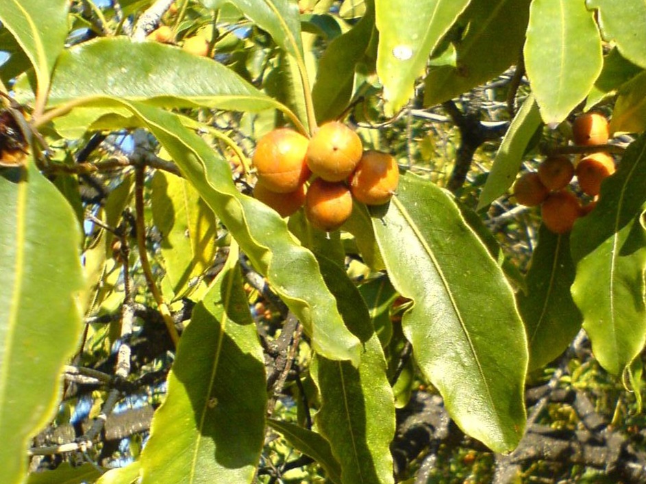 Removal of Pittosporum undulatum (incenso) from Pico National Parks.
